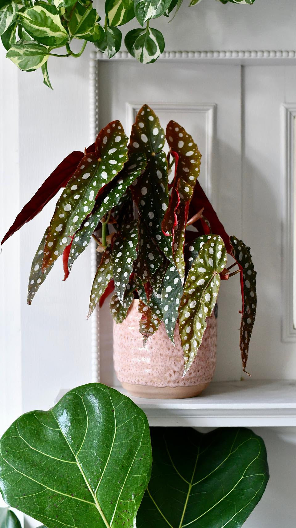 Buy online Epipremnum Pinnatum - Natural elegance that transforms your  space 