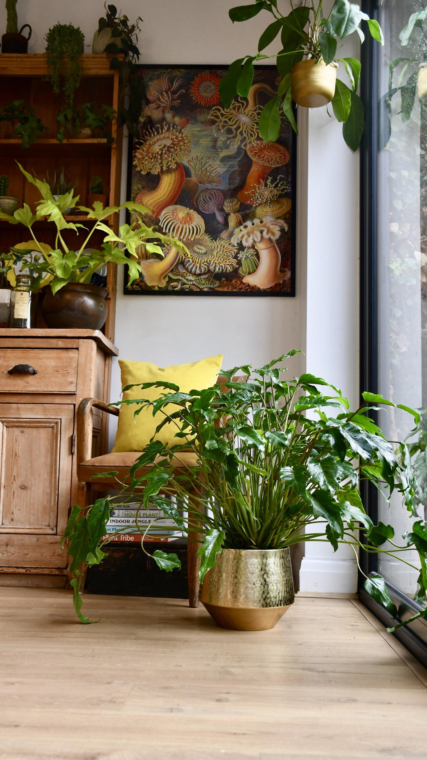 Philodendron Xanadu Plant | Happy Houseplants – Happy