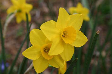 Yellow Daffodils