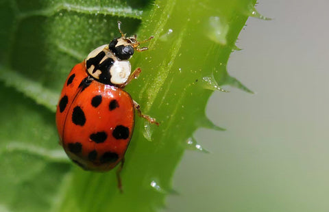 Ladybugs