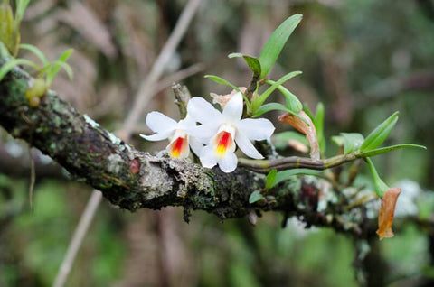 orchid-in-tree