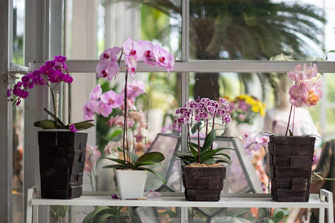 orchids-in-window