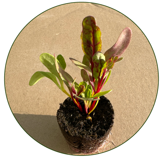 seedling-icon-1.png__PID:60f3246e-1328-4406-8d5a-0f53680fa51d