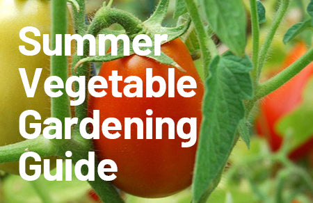 Summer Vegetable Gardening Guide,Olle Raised Garden Bed