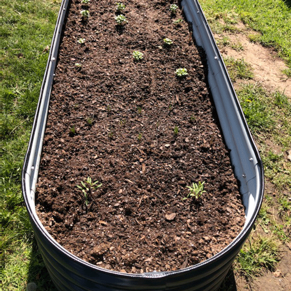 Raised Garden Beds growing food in the fall