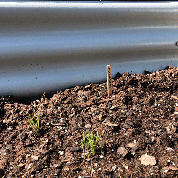 Raised Garden Beds growing food in the fall