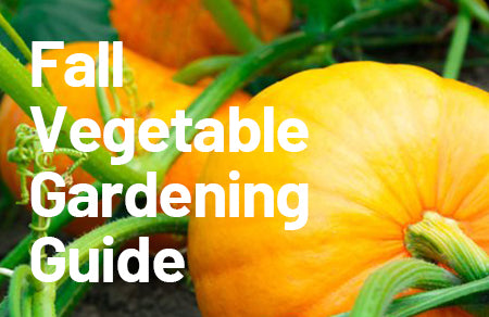 Fall Vegetable Gardening Guide,Olle Raised Garden Bed