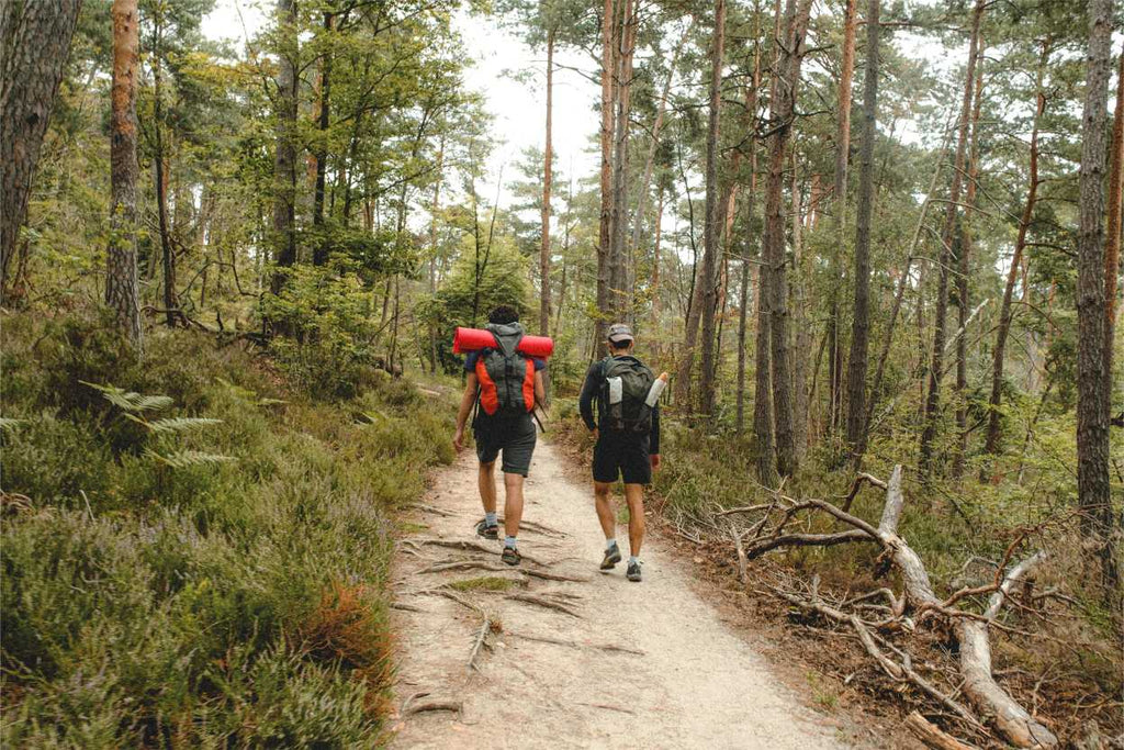 Forêt de Fontainebleau 