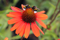 Biene an Echinacea