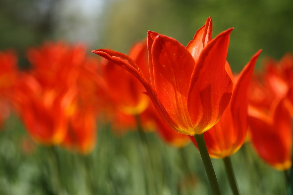 Tulipa 'Ballerina' - Lilienblütige Tulpe 