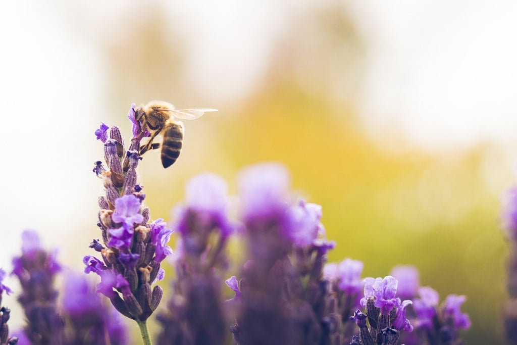 Ideale Blütenformen für Bienen- und Hummeln