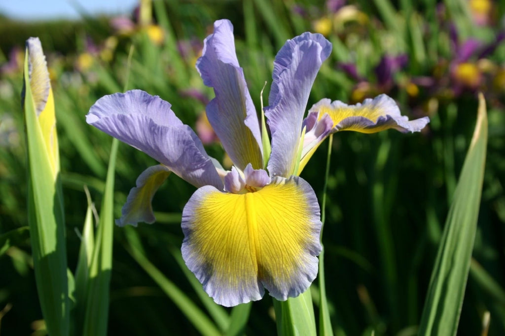Steppeniris (Iris spuria) Staudengärtnerei Gräfin von Zeppelin