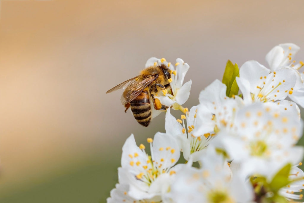 Zur Bienenpatenschaft