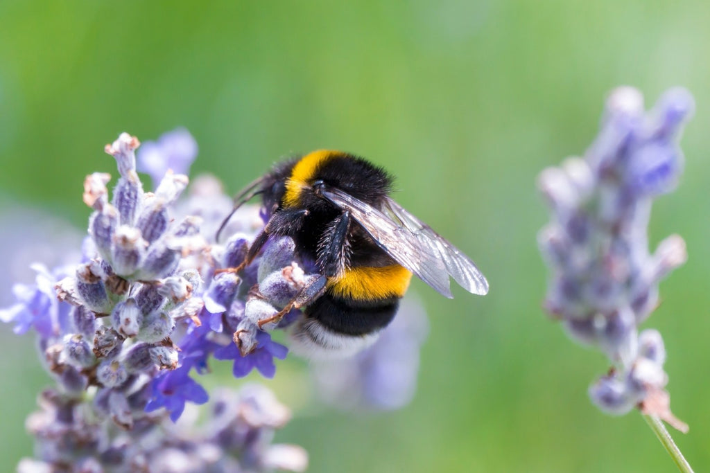 Hummel auf Lavendel