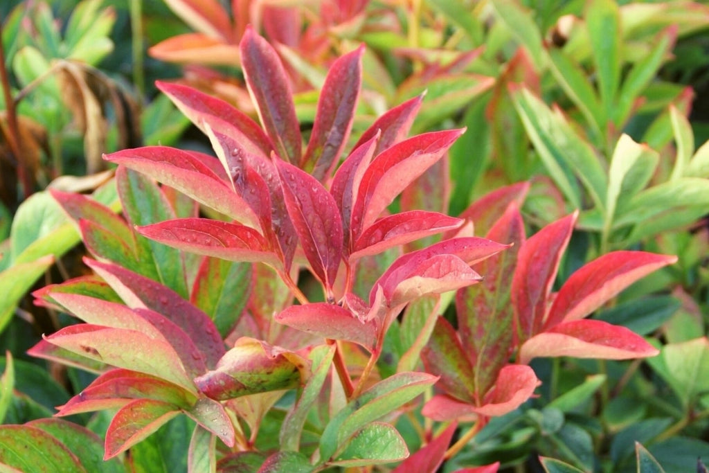 Die Bunten – Überraschende Herbstfärber