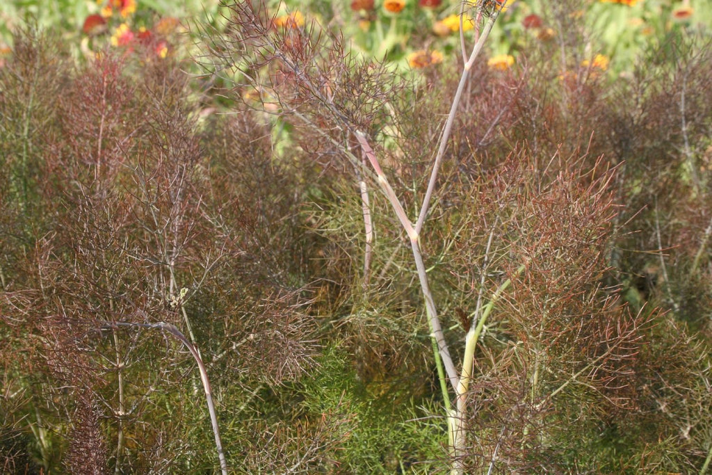 Foeniculum vulgare