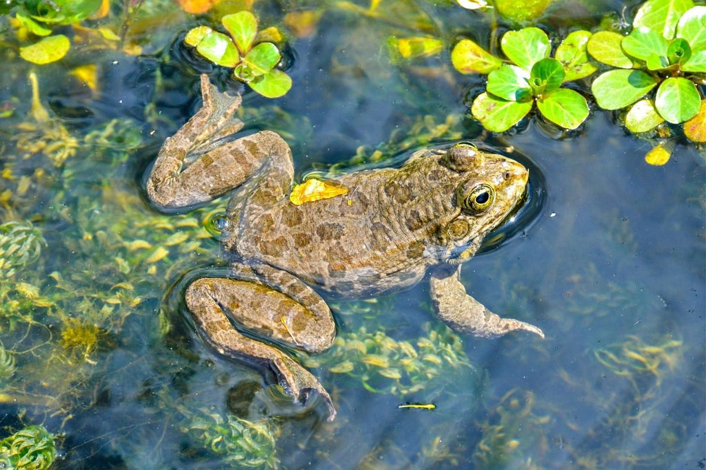 Willkommen Kröte, Frosch & Co.!