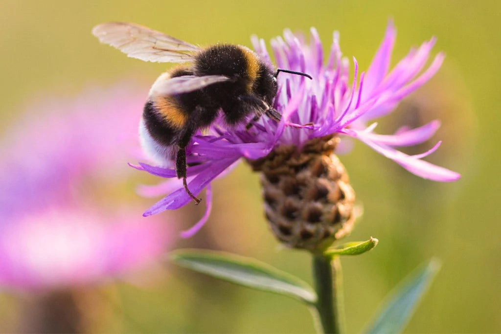 Hummel auf Diesel