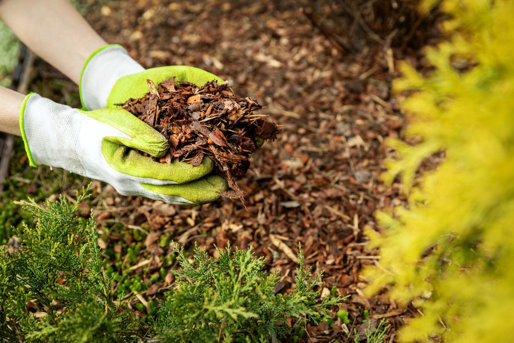 Hitze und Trockenheit_Rindenmulch