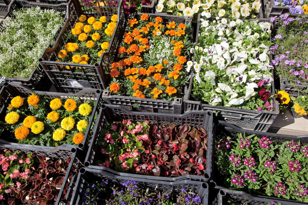 Die richtigen Pflanzen fürs Blumenbeet auswählen