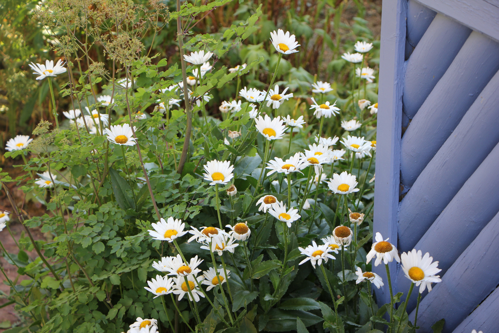 Hitze und Trockenheit im Garten