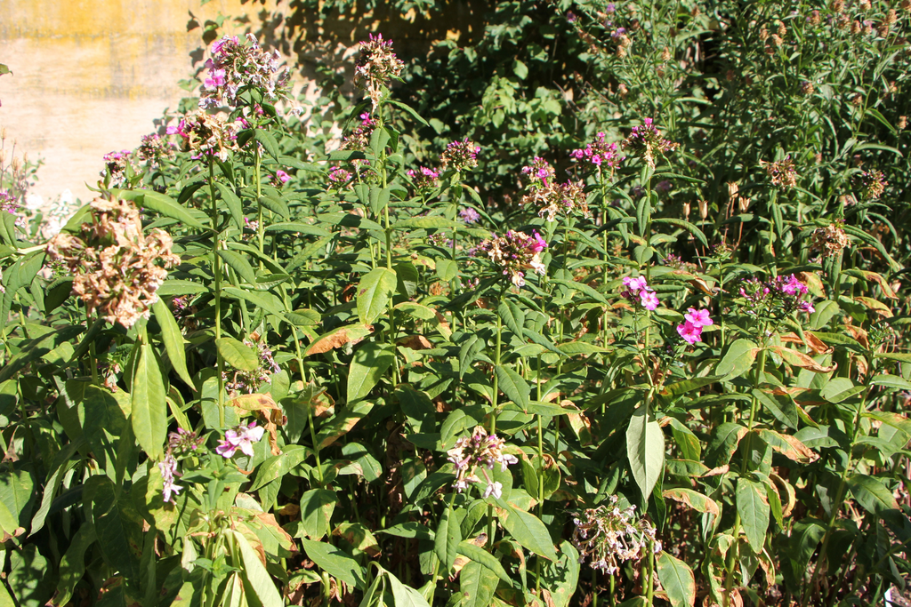 Hitze und Trockenheit im Garten_Loser