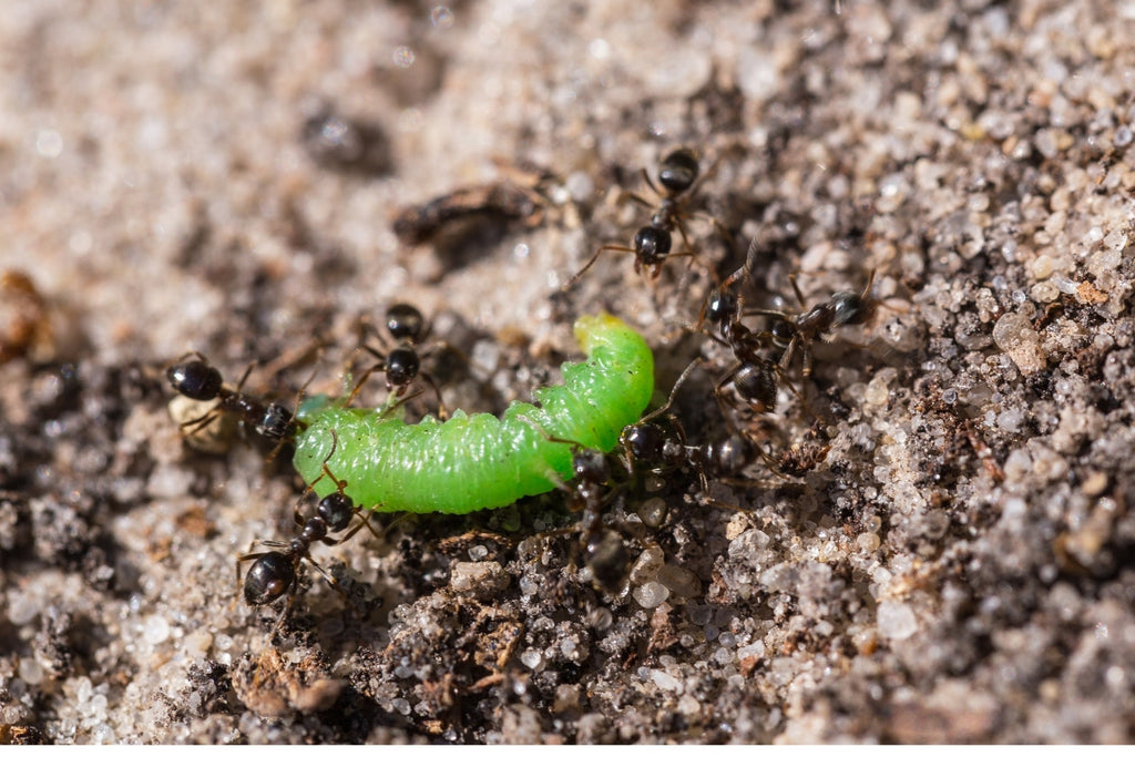 Ameisen sind im Garten zu begrüßen