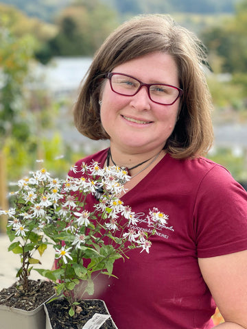 Die Waldaster: Aster divaricatus