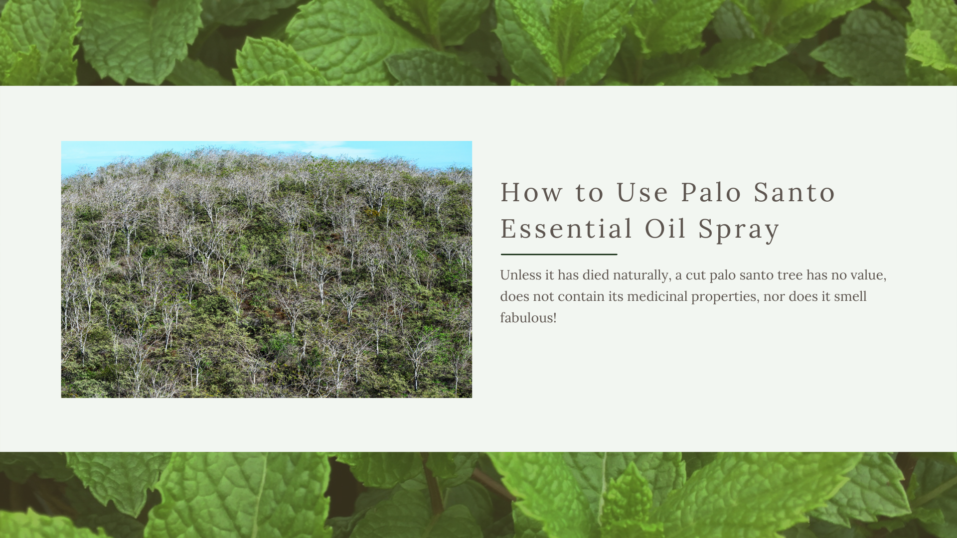 benefits of palo santo essential oil from the palo santo tree
