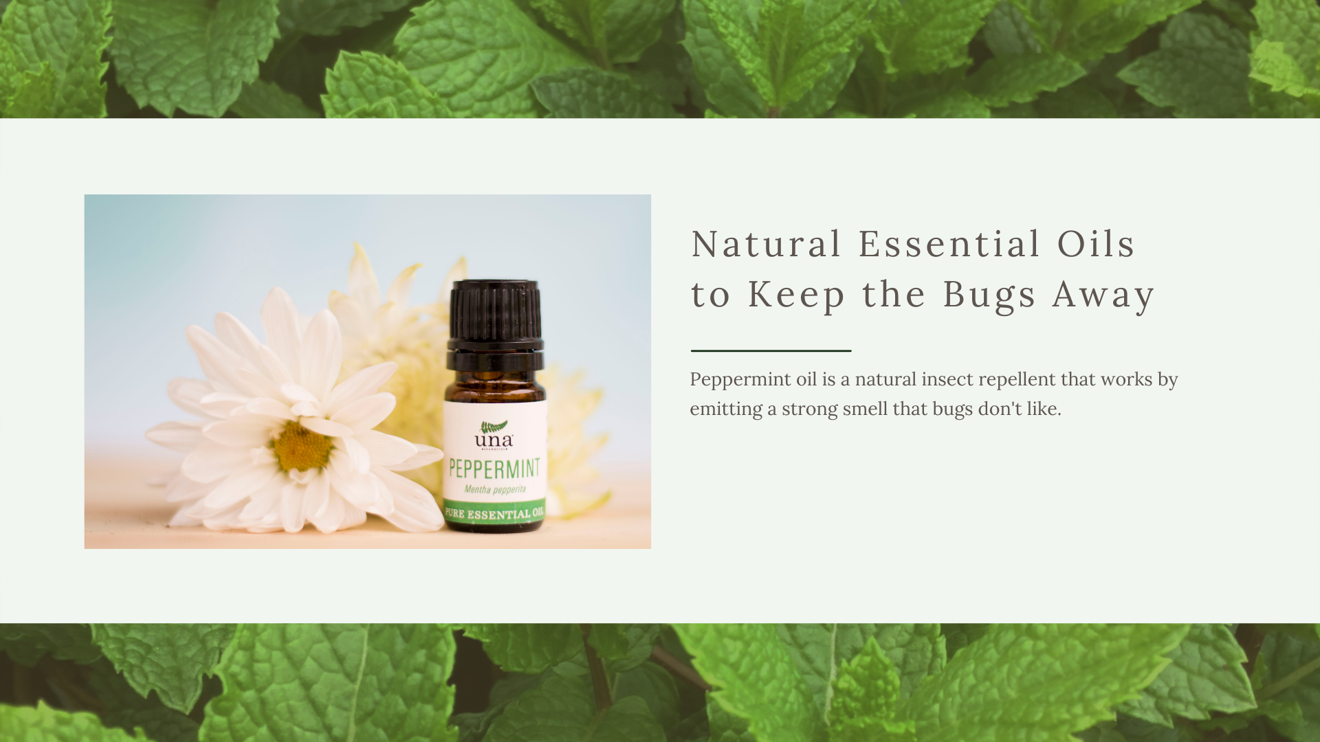 Natural Essential Oils to Keep the Bugs Away