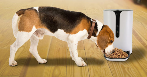 Photo of beagle eating from the Lentek smart pet feeder on a honey-colored wood floor