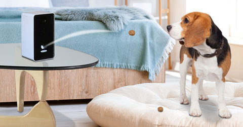 Picture of a beagle standing on a cream colored dog bed in a bedroom getting ready to catch a treat tossed by the Lentek smart treat tosser