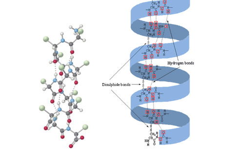 the-a-helical-structure-of-wool-keratin