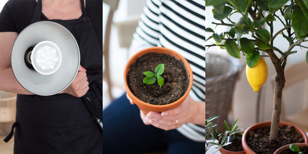 Helpot ja laadukkaat puunkasvatuspakkaukset happytree.fi