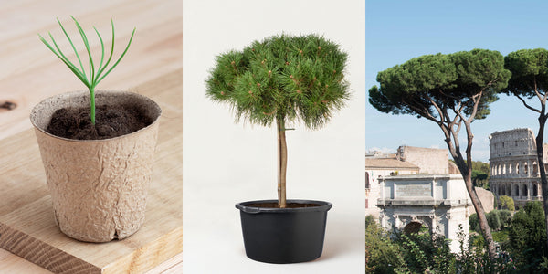 Happytree.fi, kasvata oma Pinja Pinus Pinea!