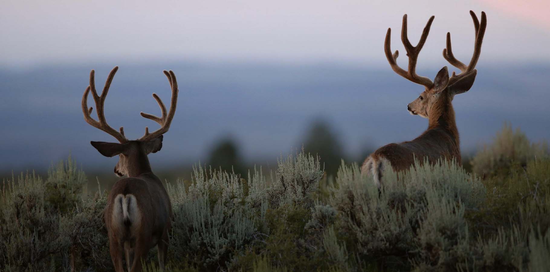 What Will Attract Deer Fast? 7 Tips You Must Know.
