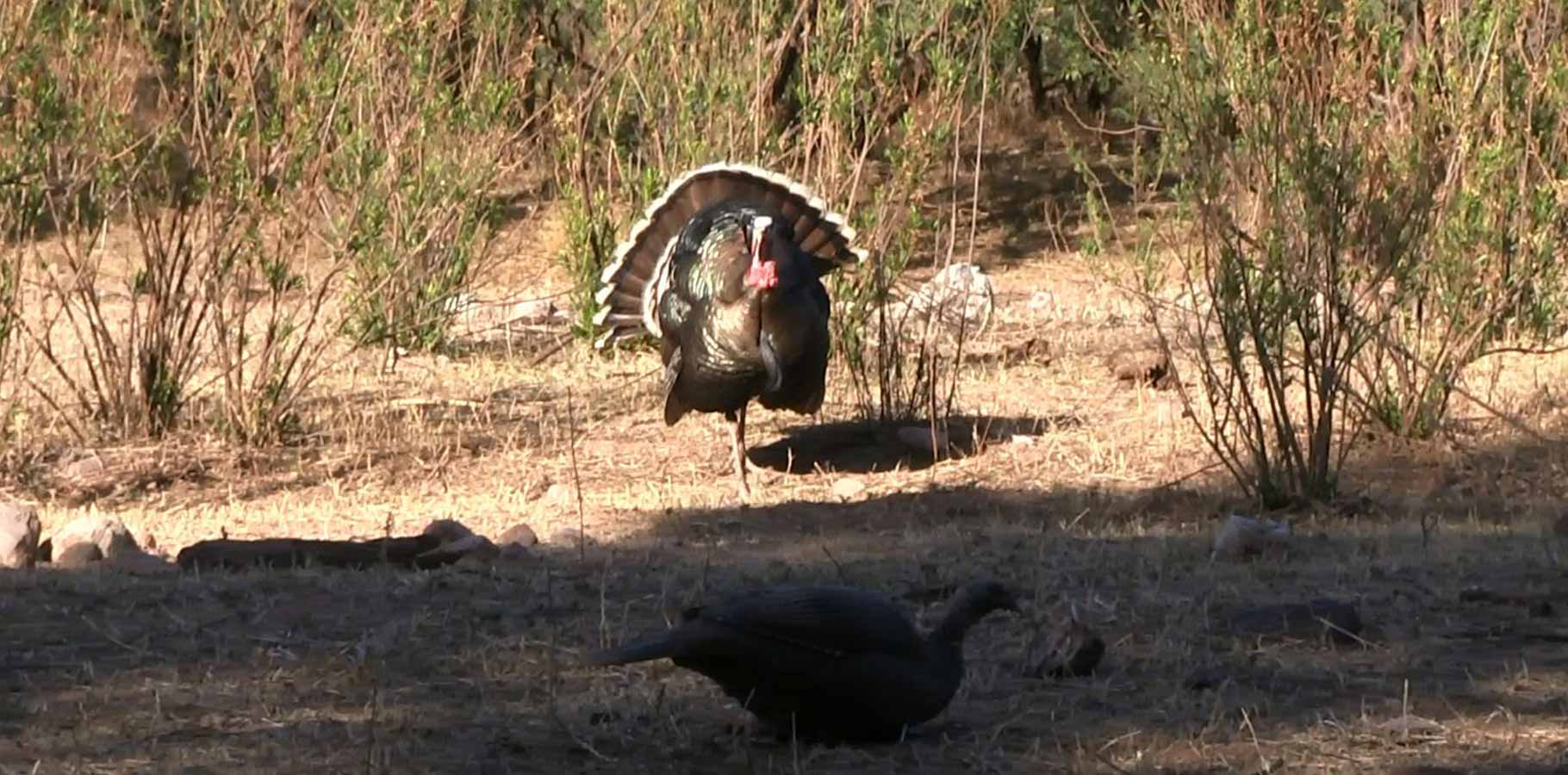 A wild turkey gobble call gets the attention of a turkey during spring turkey hunting season