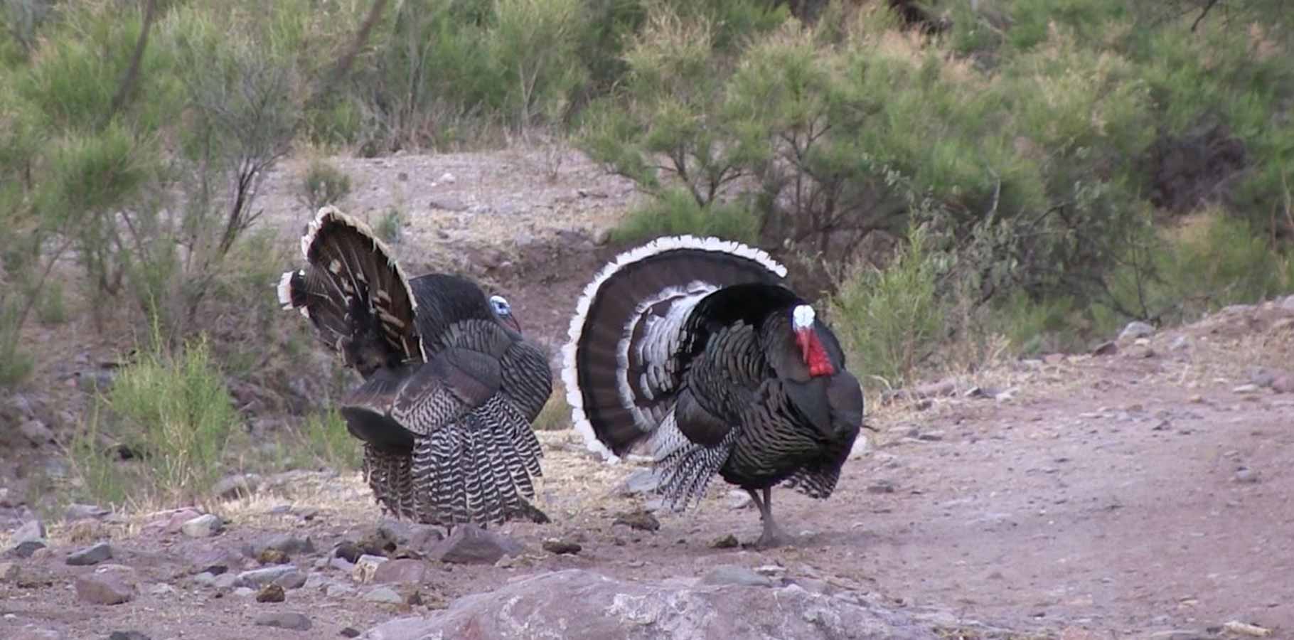 A turkey hunter moving as close as they can to wild turkeys