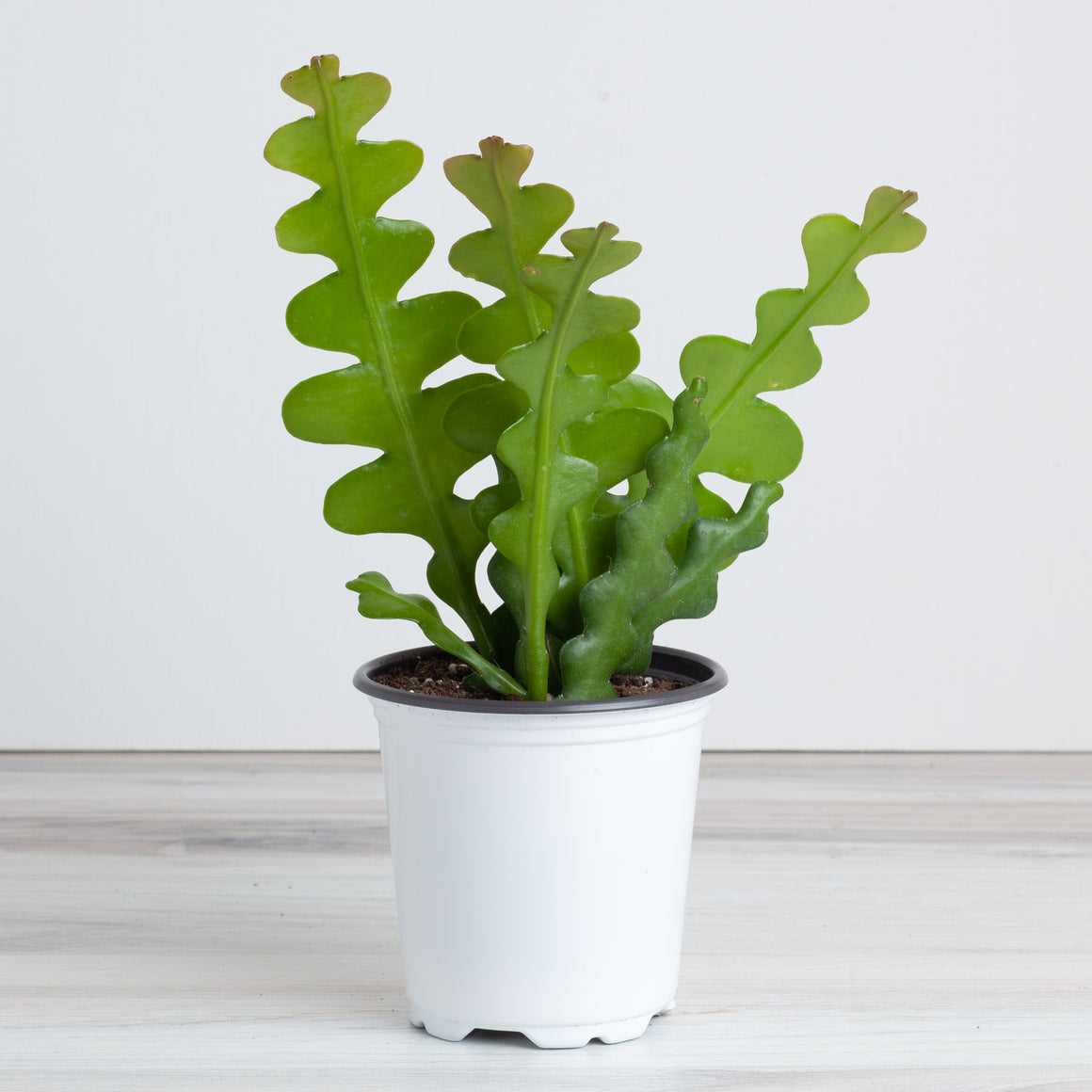 zigzag plant price