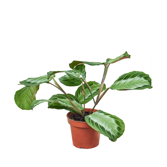 Maranta leuconeura Exclusive Grey  – PLANTS HAPPY