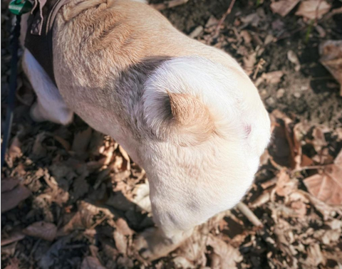 double curl pug tail