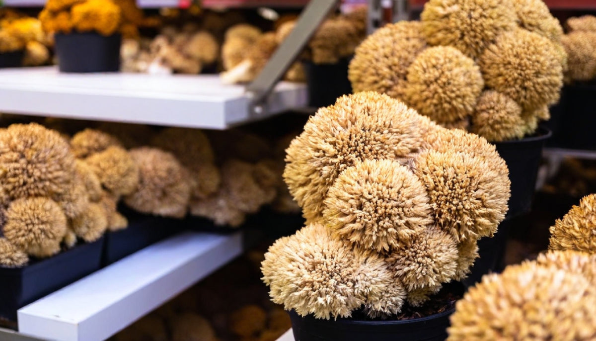Cultivation Methods for Lion's Mane Mushrooms