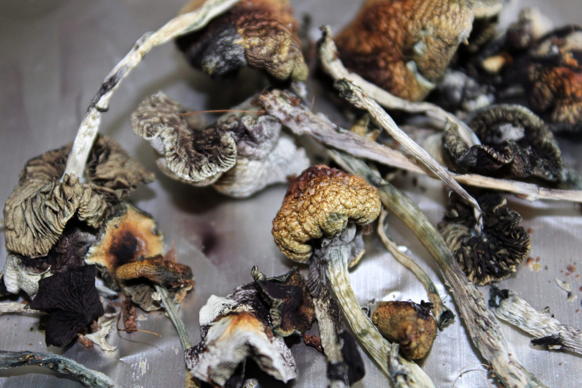 Grow Kits for Psychedelic Mushrooms: Understanding the Science, Legal Status, and Educational Uses
