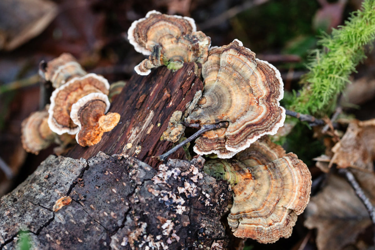 How to Use Turkey Tail Mushroom