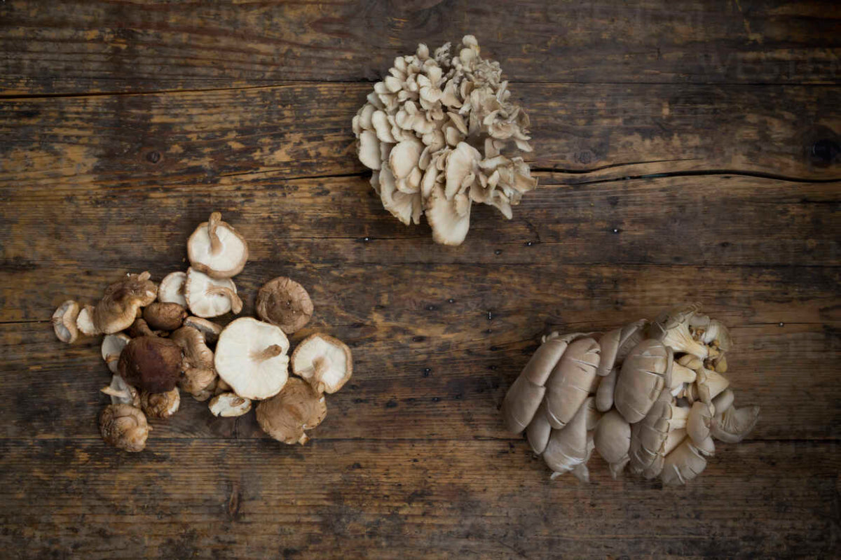 Maitake vs Oyster Mushroom