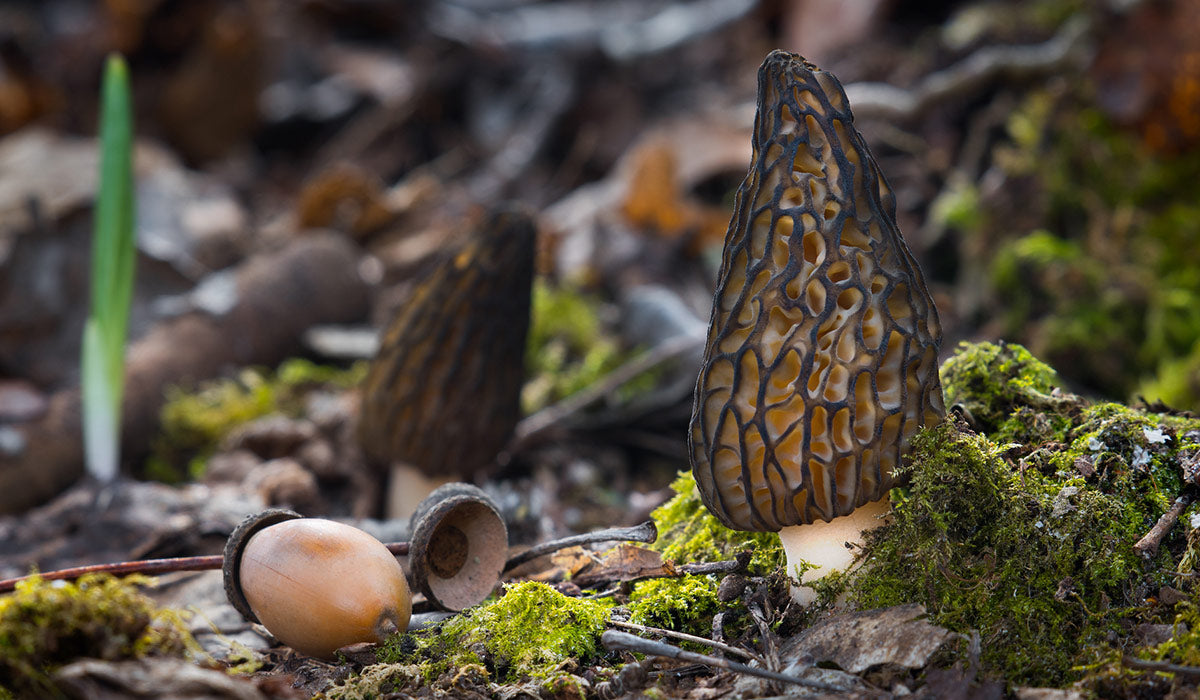 Preferred Environmental Conditions for Morel Growth