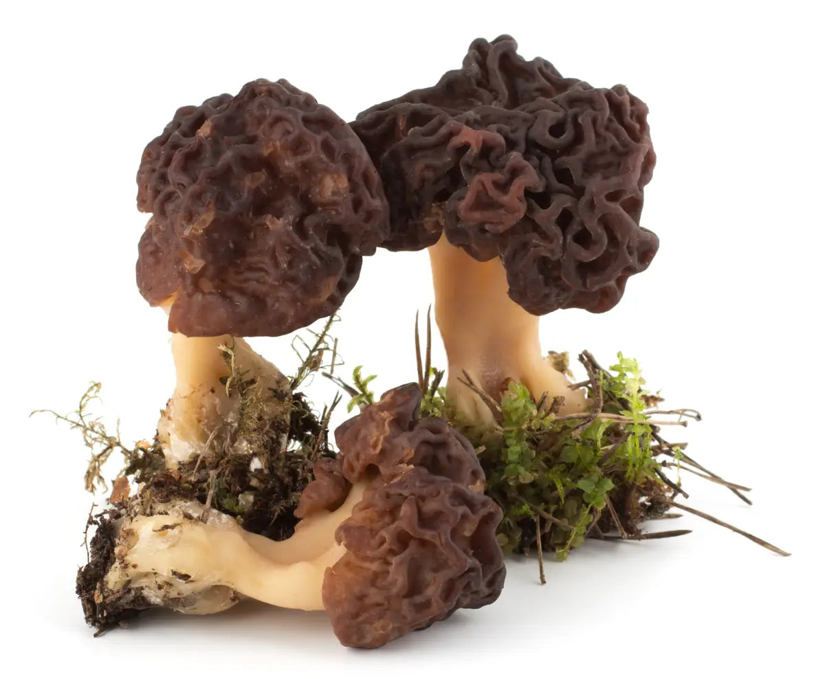 Where and When to Find Morel Mushrooms