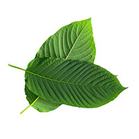 Borneo Kratom