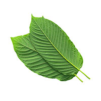 Red Kratom