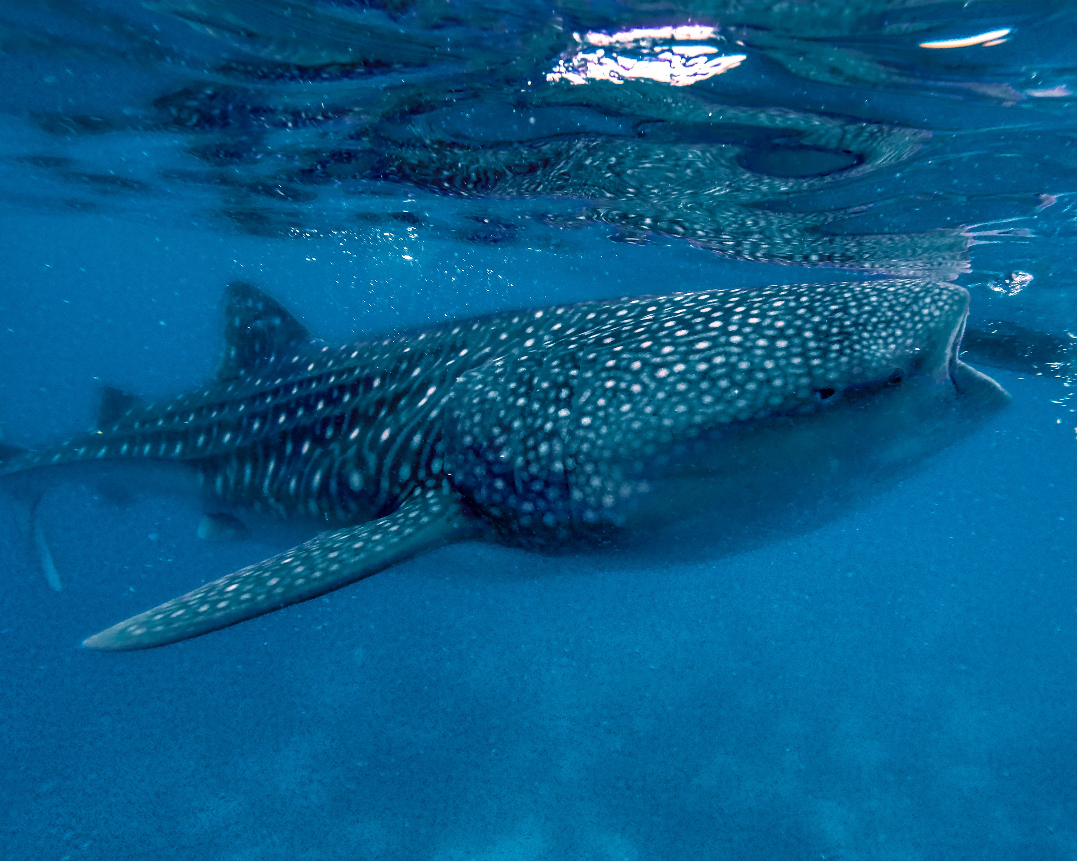Whale Shark diving Cebu Philippines 2022